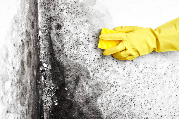 Best Toxic Mold Removal  in Union City, IN