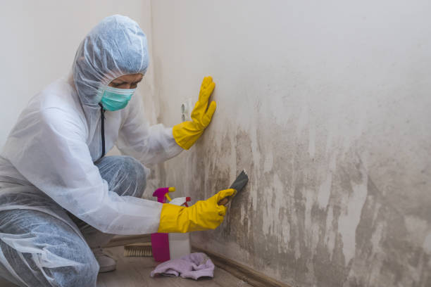 Mold Testing and Removal in Union City, IN