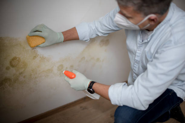 Best Attic Mold Removal  in Union City, IN
