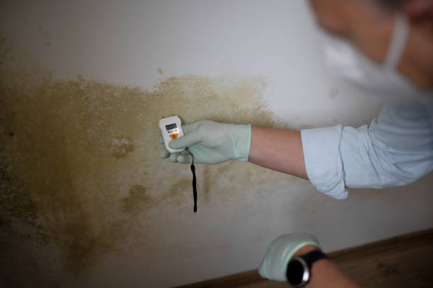 Best Emergency Mold Removal  in Union City, IN