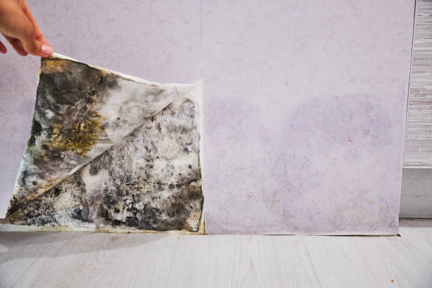 Professional Mold Removal in Union City, IN